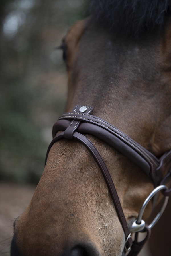 Netz Pferd Reiten Antares