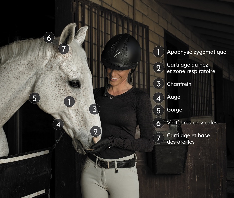 Netz Pferd Reiten Antares