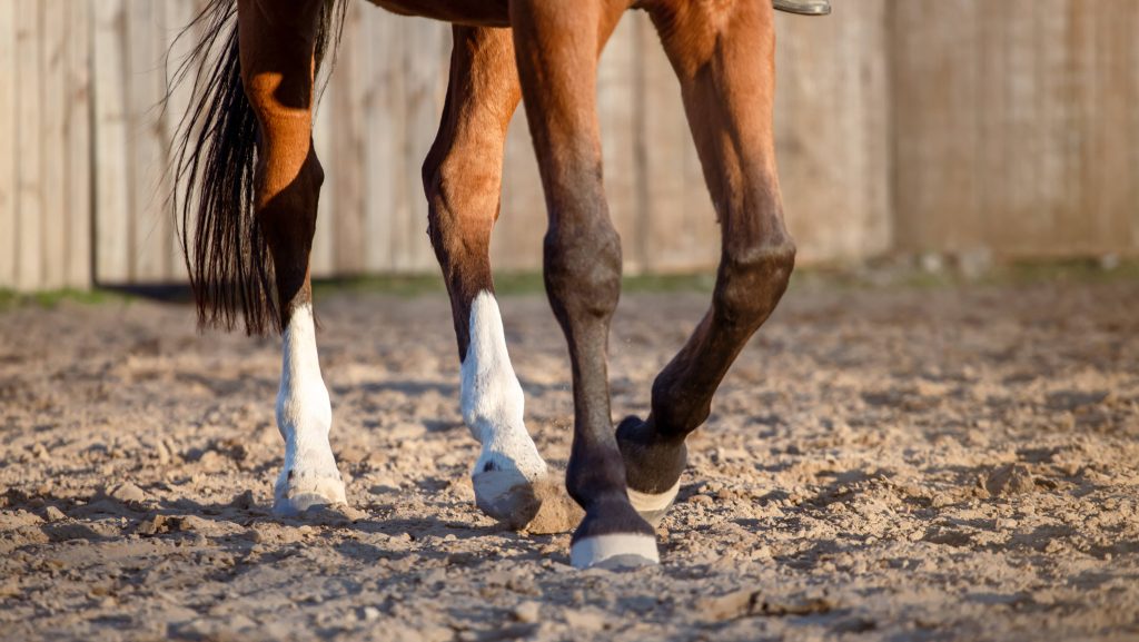 Détente du cheval Antarès 05