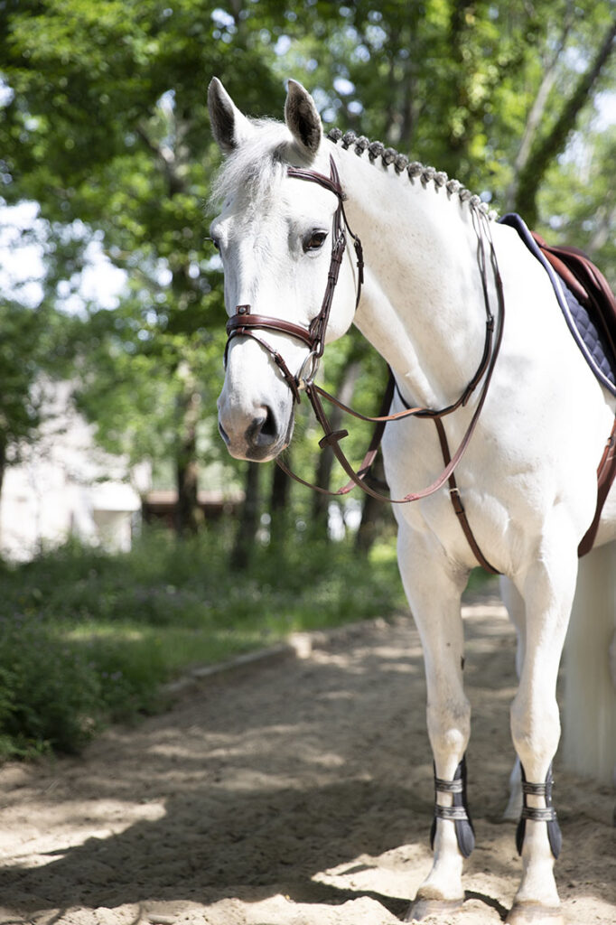 Enrênement martingale fixe Antarès