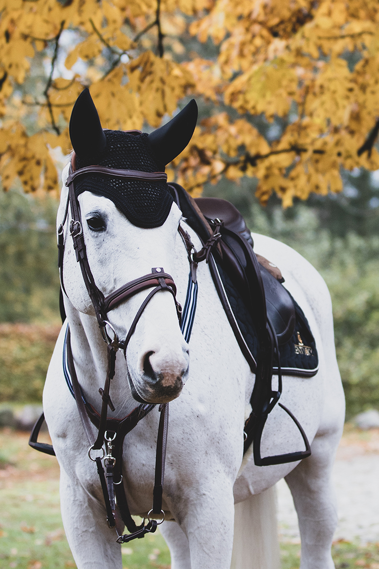 Bridle and bridle net for horses
